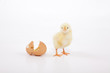 Hühner Küken steht frisch geschlüpft neben einer zerbrochenen Eierschale