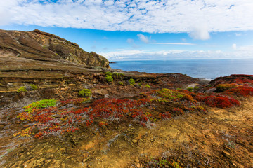 Typical vegetation of the upper part of Punta Pitt