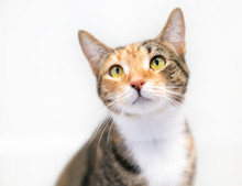 A Calico Tabby Domestic Shorthair Cat On A White Background