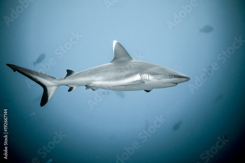 Fotografie, Obraz Close up of white tip reef shark from the tropical Maldives