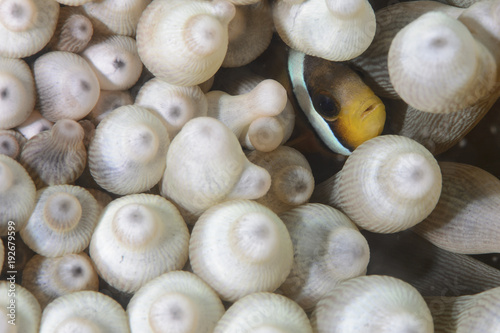 Fotografie, Tablou Finding Nemo - Cute Anemone Fish Playing Hide and Seek
