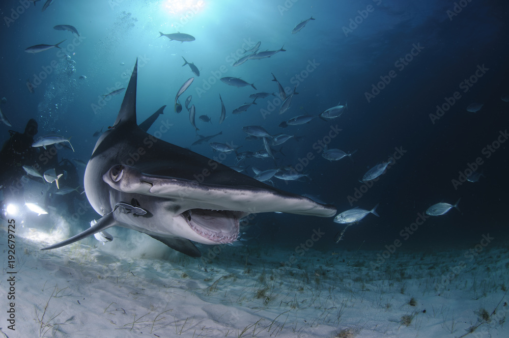 Hammerhead Shark Swimming among Divers with Open Mouth in Bahamas - obrazy, fototapety, plakaty 