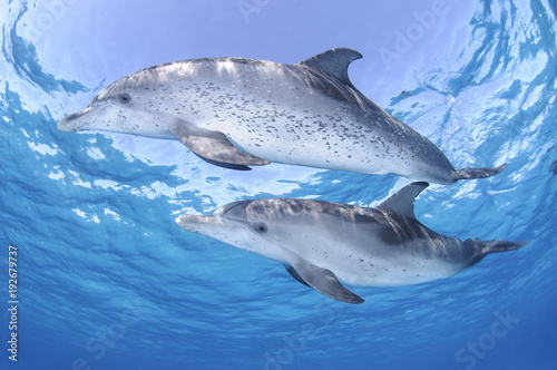 Obrazy delfiny  para-przyjaciol-delfiny-pozujace-w-czystych-wodach-bahamow