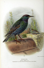 Illustration Of Bird