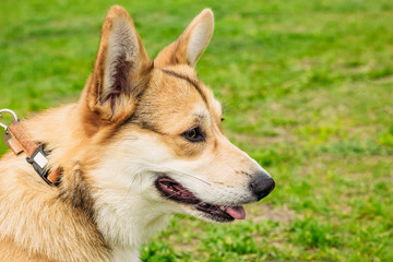 Dog Corgi red color close-up muzzle