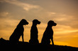 three Weimaraner dogs are sitting in nature yellow background at sunset