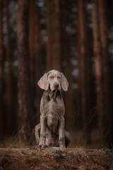 Wall Mural - Cute Weimaraner at theBeautiful bokeh background with forest