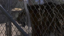 Tiger Paces Back And Forth Along Fence In Zoo