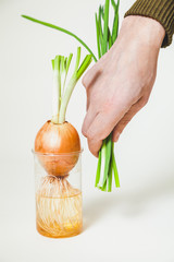 cut green onions in hand over bulb