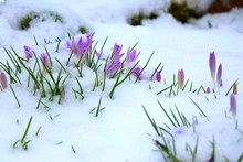 Pale Purple Crocus Flowers Under Snow Blanket. February In Germany.