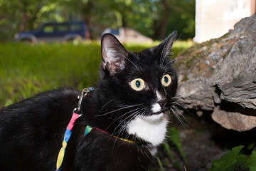 Close-up black and white cat with wide-open wondered eyes in sunny summer evening. Walking with Pets - taking care of your Pets during quarantine.