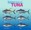Vector illustration, various type of tuna fish
