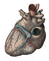 Vintage Anatomy Heart Engraving Illustration 1910