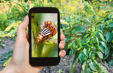 Wall Mural - tourist photographs potato bug on eggplant bushes