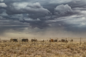 Wall Mural - group of cows grazing with sandstorm. Namibia, sossuvlei.