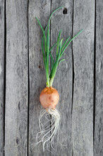 Sprouted Onion Head On Old Wooden Background