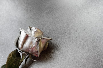 silverrose on silver metallic background, place for text 