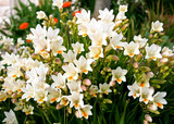 Beautiful blooming white freesia in a garden