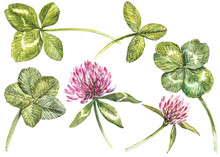 A Set Of Clover Red Flowers And Leaves - Four-leafed And Trefoil. Watercolor Botanical Illustration. Design Element Happy Saint Patricks Day
