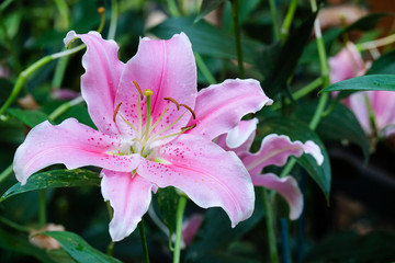 Flower nature background, Blossom pink lilly flower in spring season