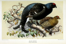 Illustration Of A Bird.