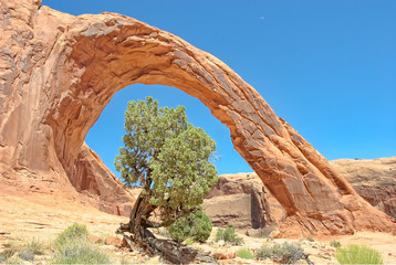 Corona Arch Framing Juniper