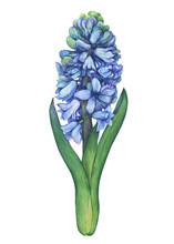 Blue Hyacinth Blooming Flower. Spring Hyacinths- Floral Botanical Picture. Watercolor Hand Drawn Painting Illustration Isolated On White Background. For Greeting Card, Invitation, Pattern, Frame.