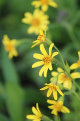 Canvas Print - Arnica