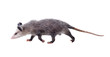 The Virginia opossum (Didelphis virginiana) goes on a white background. Isolated