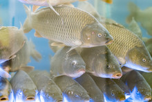 Large Carp Fish In The Aquarium.