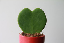 Hoya Kerrii Heart Cactus Succulent House Plant , Nature Of Love Concept