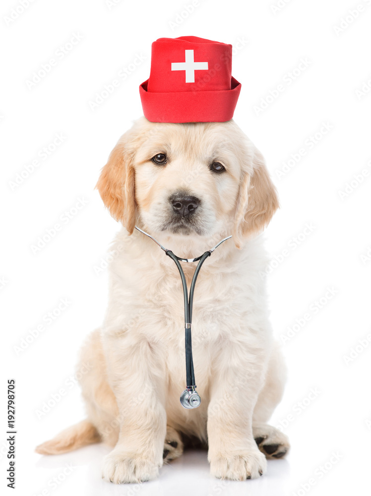 golden retriever dressed as doctor Golden Retriever Dressed Like Doctor Sitting On White Seamless