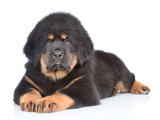 Fototapeta Psy - Tibetan mastiff puppy lying and looking at camera. isolated on white background