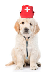 Poster - Golden retriever puppy dressed like a doctor with a stethoscope on his neck. isolated on white background