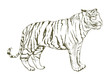 Illustration of tiger drawing style