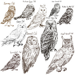 illustration drawing style of owl birds collection