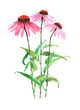 Echinacea plant Watercolor illustration isolated on white background.
