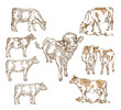 Hand drawn farm animals. Milk cow, cattle, bull, calf isolted on white. Vector illustration engraved