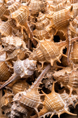 Wall Mural - Seashells collection background