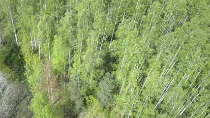 Wall Mural - Aerial view from drone on the birch wood in the summer sunny day