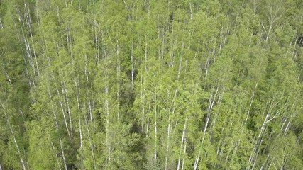 Wall Mural - Aerial view from drone on the birch wood in the summer sunny day