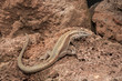 Madeira-Mauereidechse (Teira dugesii) - Madeiran wall lizard