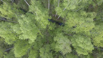 Wall Mural - Aerial view from drone on the birch wood in the summer sunny day