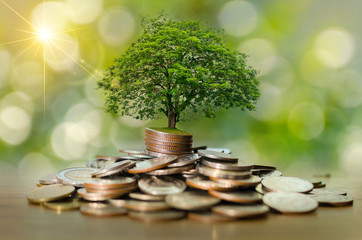 Wall Mural - Money growth Saving money. Upper tree coins to shown concept of growing business