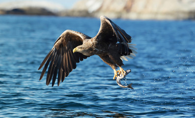 Close up of a White-tailed sea eagle catching a fish