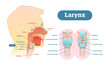 Larynx anatomical vector illustration diagram, educational medical scheme.