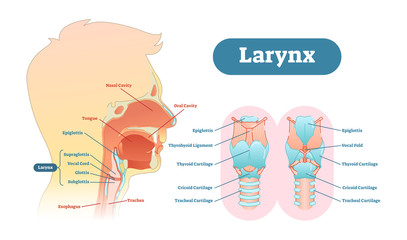 Canvas Print - Larynx anatomical vector illustration diagram, educational medical scheme.