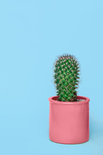 Cactus In A Pink Pot On A Blue Background