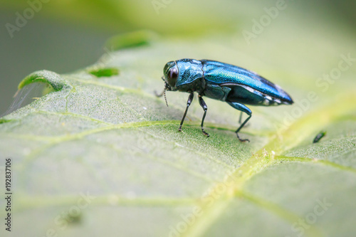 Fotografia, Obraz Image of Emerald Ash Borer Beetle on a green leaf. Insect. Animal