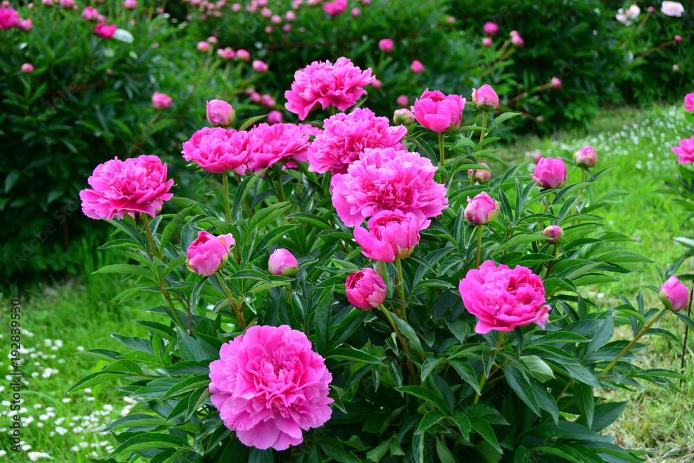 Pink blooming peonies in the garden Stock Photo | Adobe Stock
